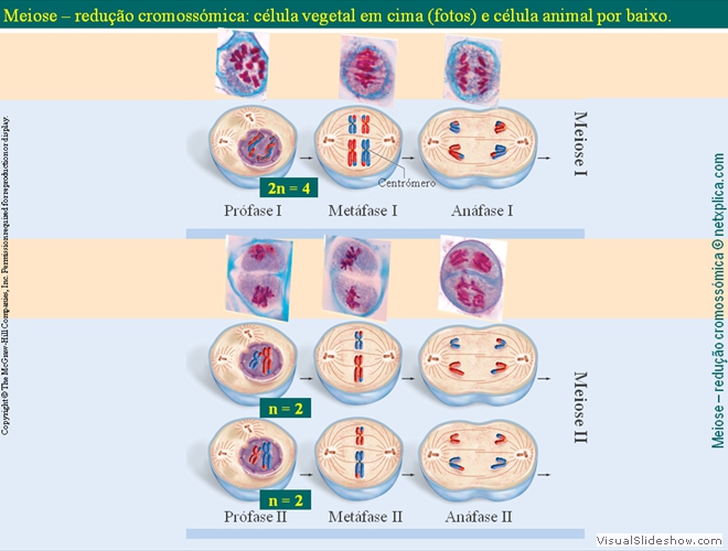 Diapositivo67