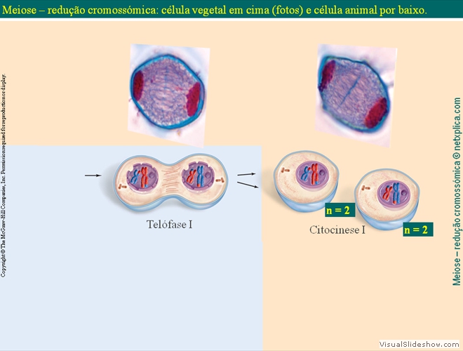 Diapositivo72