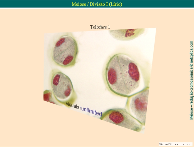 Diapositivo73