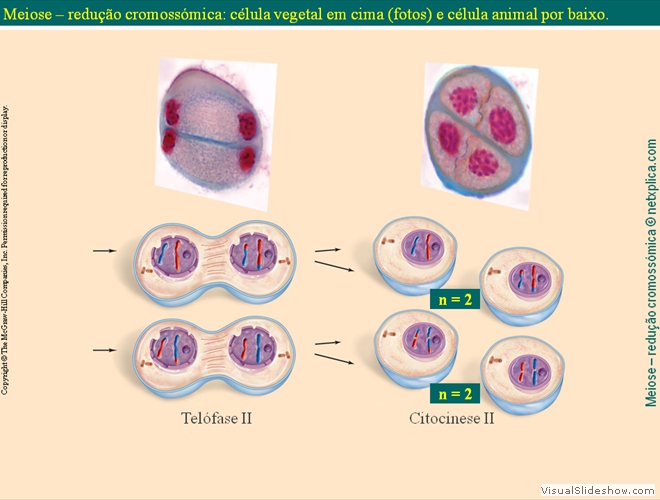 Diapositivo75