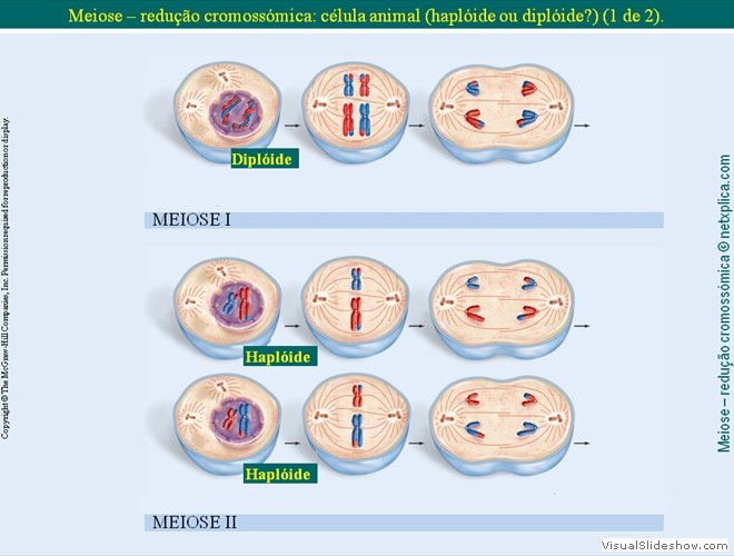 Diapositivo77