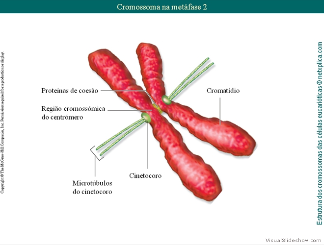 Diapositivo81