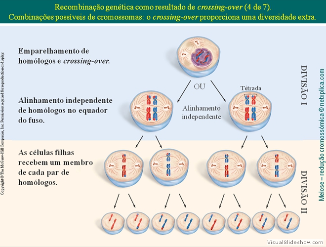 Diapositivo93