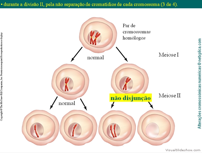 Diapositivo12