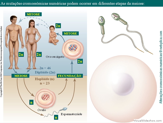 Diapositivo8