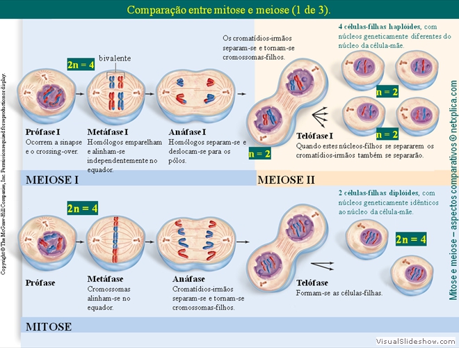 Diapositivo10