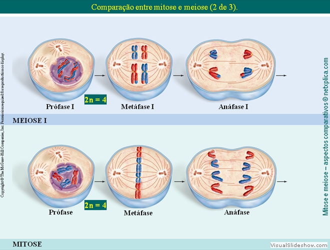 Diapositivo11