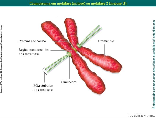 Diapositivo25