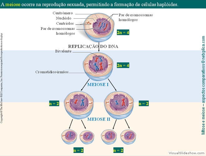 Diapositivo7