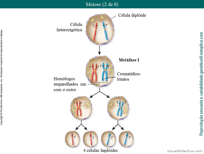 Diapositivo11