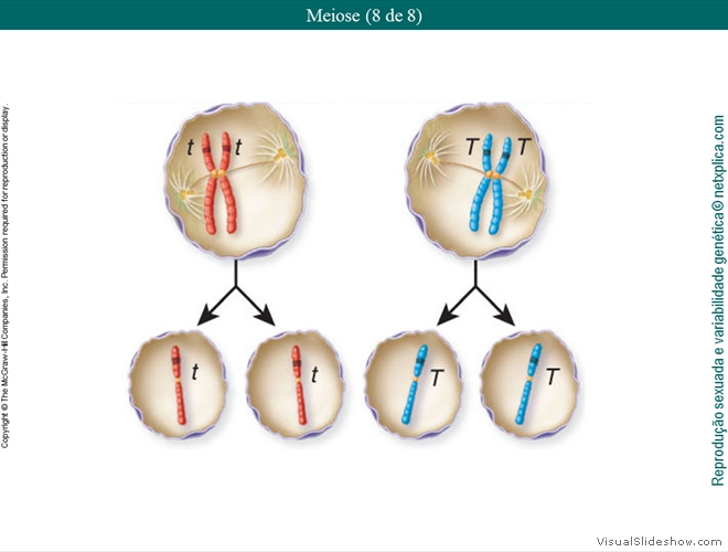 Diapositivo17