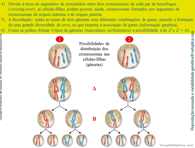 Diapositivo46