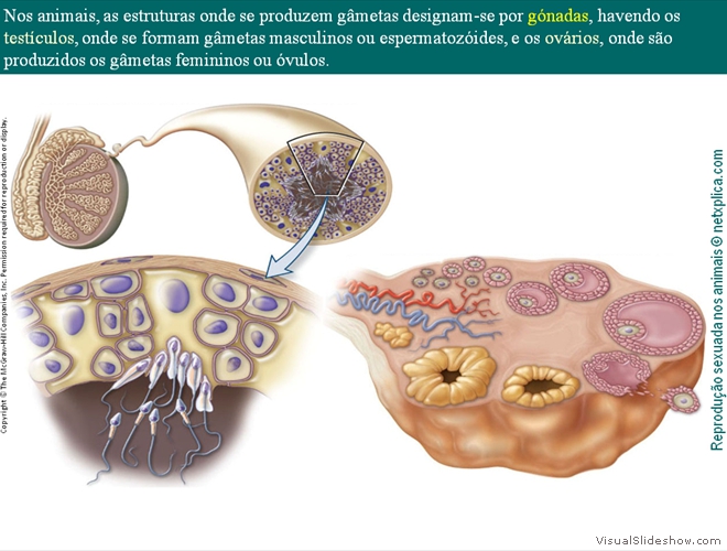 Diapositivo17