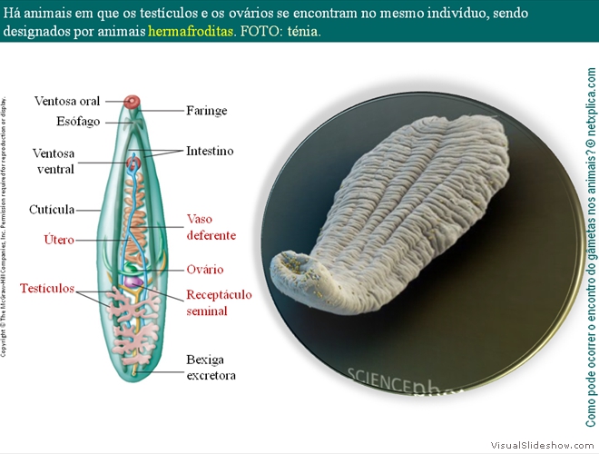 Diapositivo18