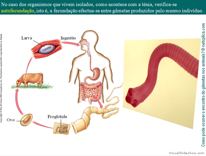 Diapositivo20