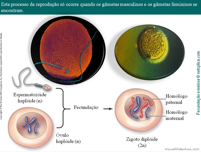 Diapositivo4