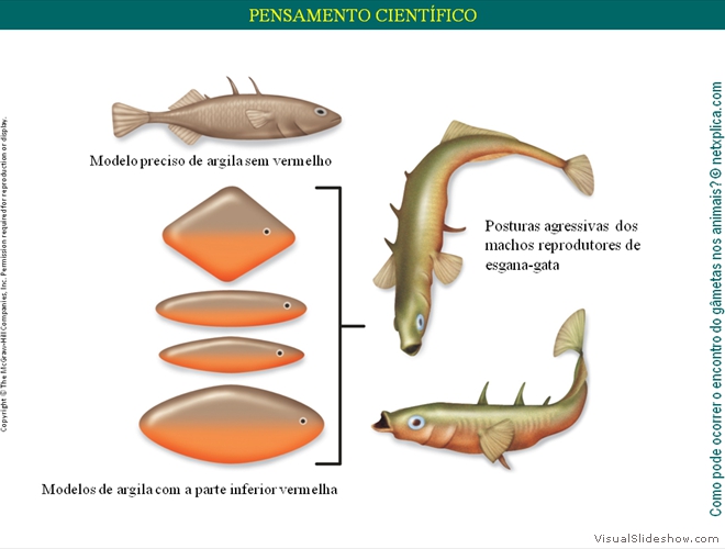 Diapositivo54