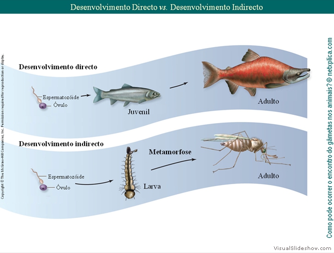 Diapositivo58