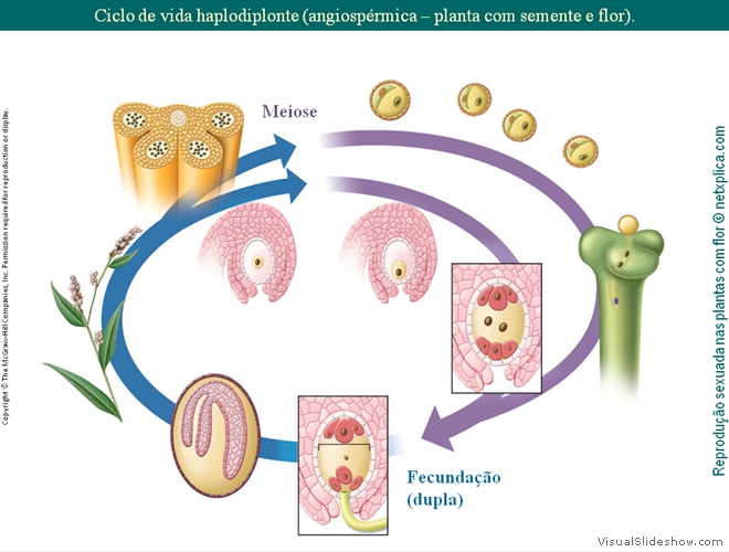 Diapositivo127