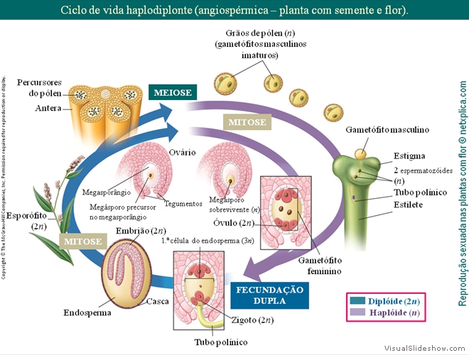 Diapositivo128