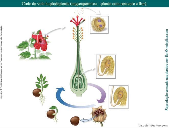 Diapositivo129