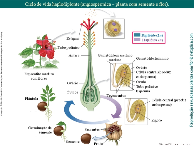 Diapositivo130