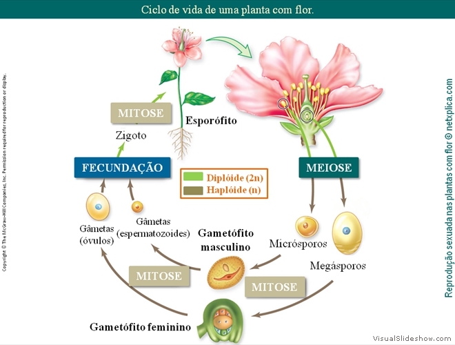 Diapositivo131