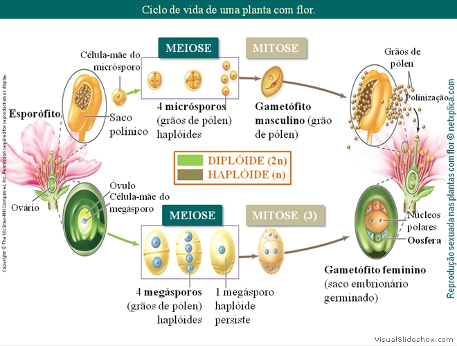 Diapositivo132