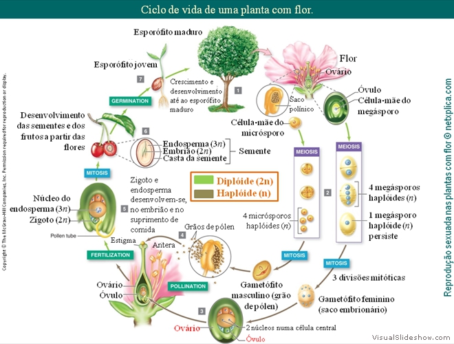 Diapositivo134