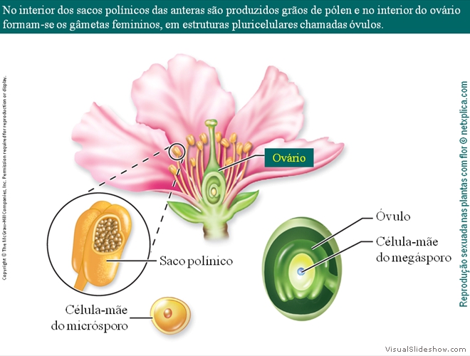 Diapositivo21