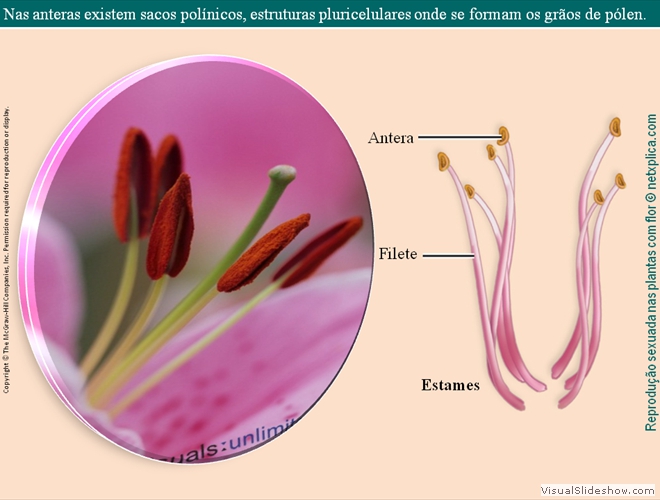 Diapositivo24