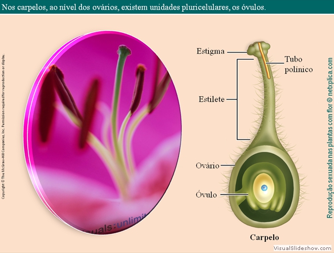 Diapositivo26