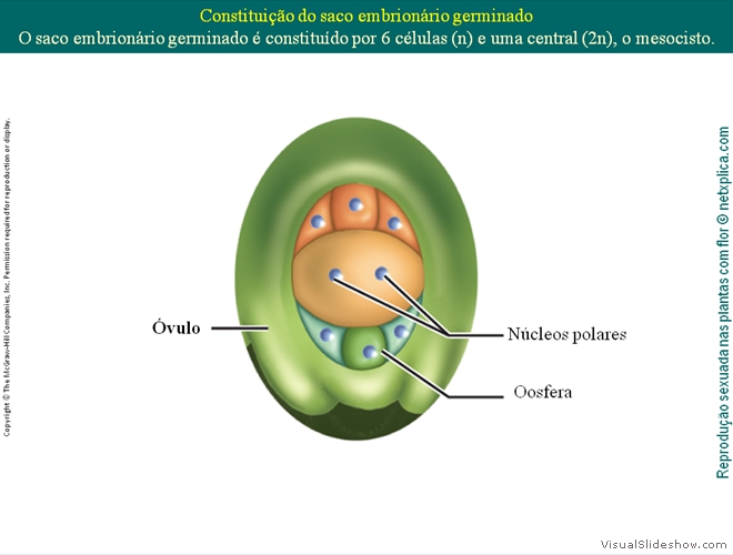 Diapositivo31