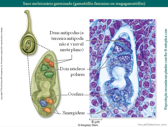 Diapositivo34