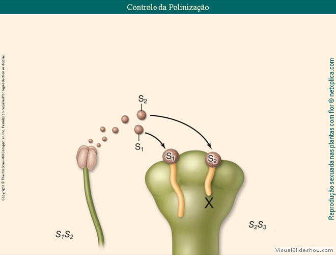 Diapositivo51