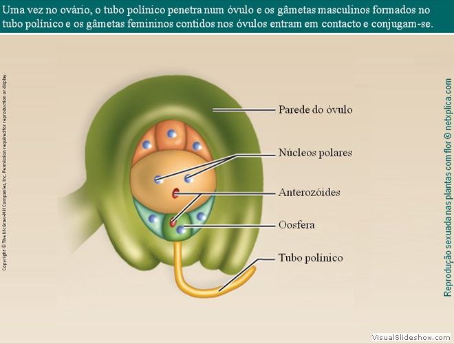 Diapositivo69