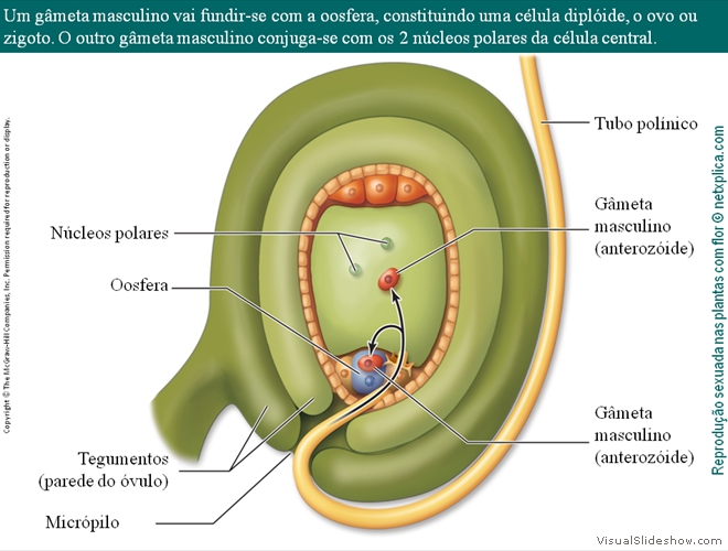 Diapositivo70