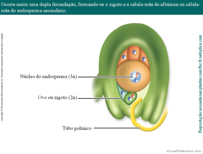 Diapositivo71