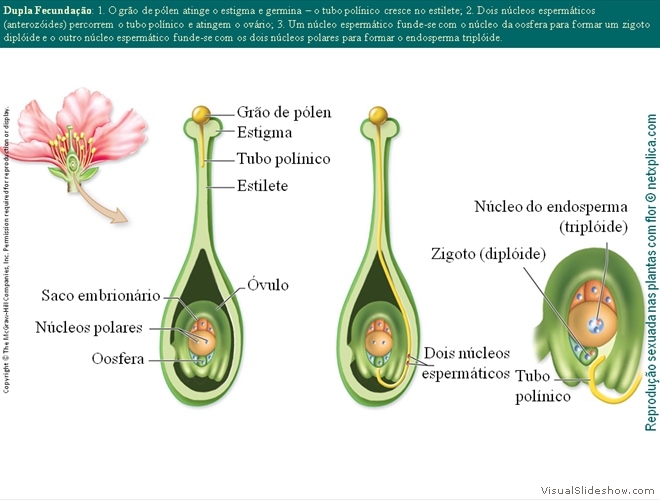 Diapositivo72