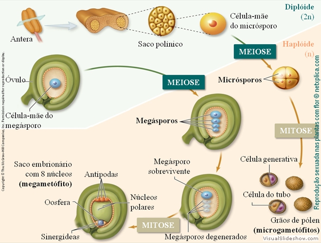 Diapositivo73