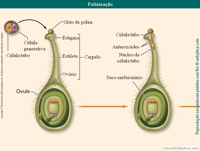 Diapositivo74