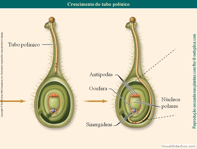 Diapositivo75