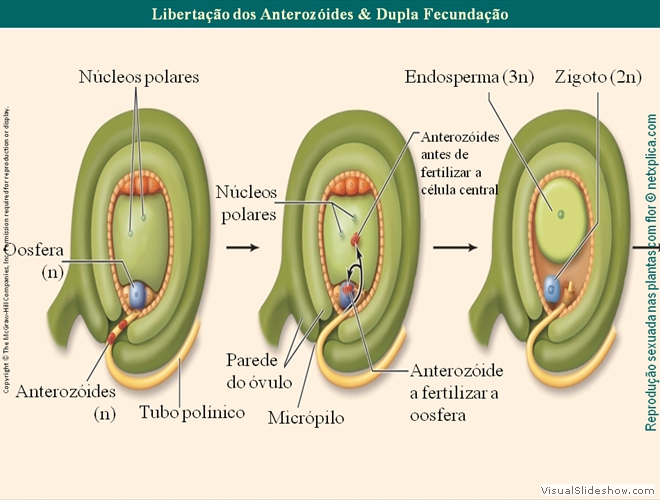 Diapositivo77