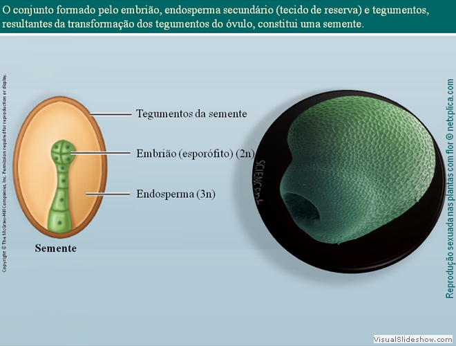 Diapositivo81