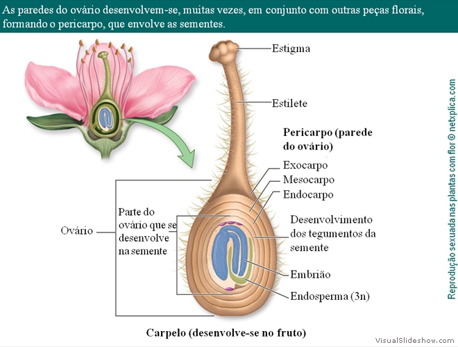 Diapositivo90