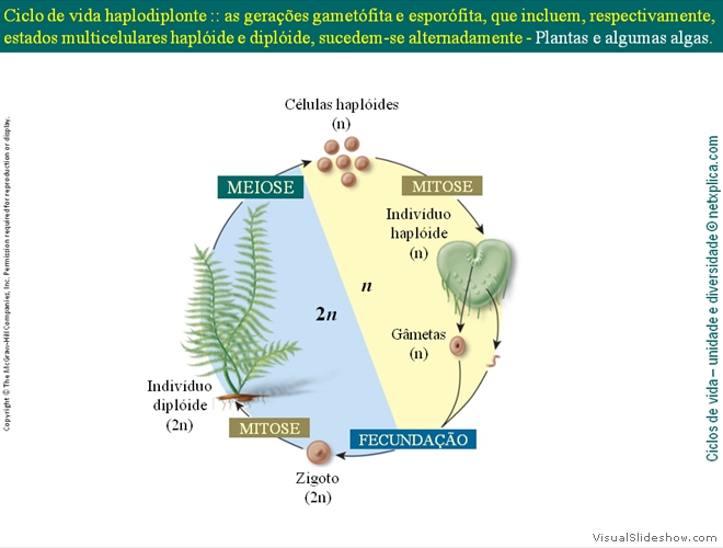 Diapositivo11