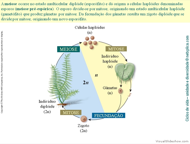 Diapositivo12