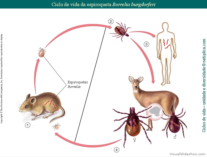 Diapositivo15