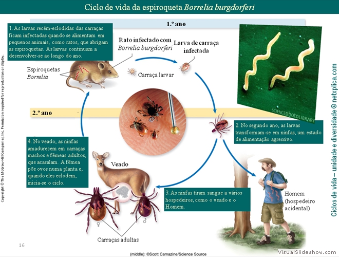 Diapositivo16