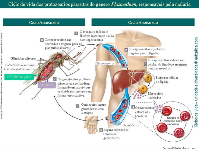 Diapositivo20